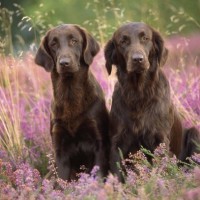 Flat Coated Retriever breed dogs liver minepuppy